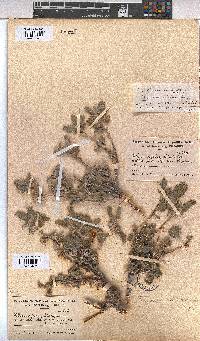 Melhania rehmannii image