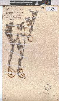 Melhania rehmannii image