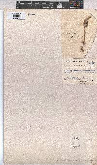 Melhania rehmannii image