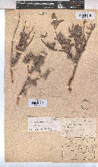 Melhania rehmannii image