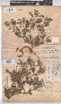 Melhania rehmannii image