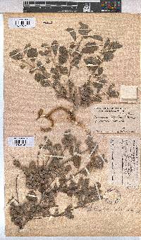 Melhania rehmannii image