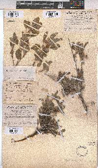 Melhania rehmannii image
