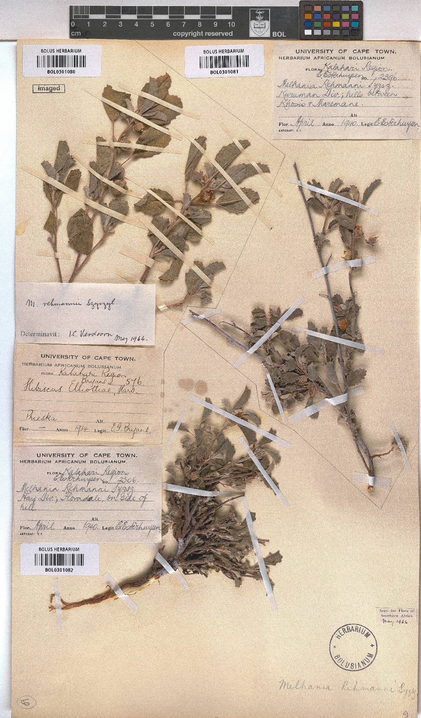 Melhania rehmannii image