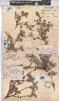 Melhania rehmannii image