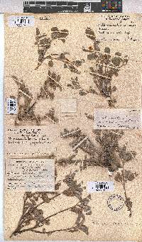 Melhania rehmannii image