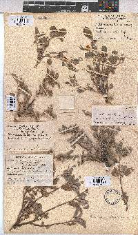 Melhania rehmannii image