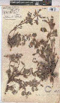 Melhania rehmannii image