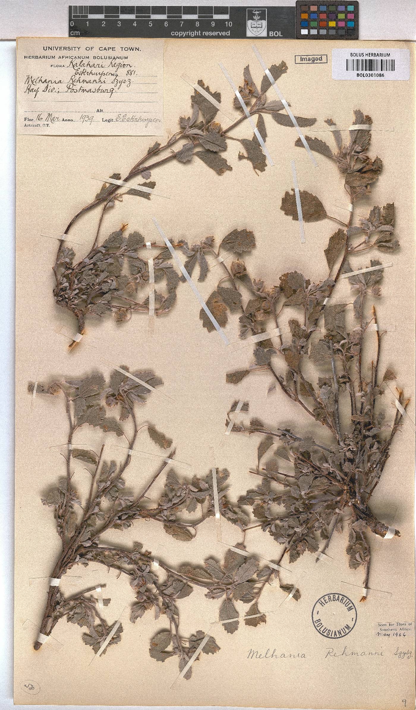 Melhania image