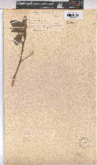 Melhania rehmannii image