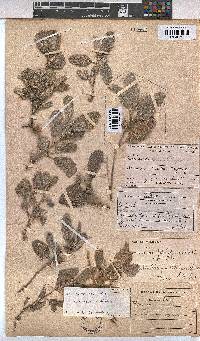 Melhania rehmannii image