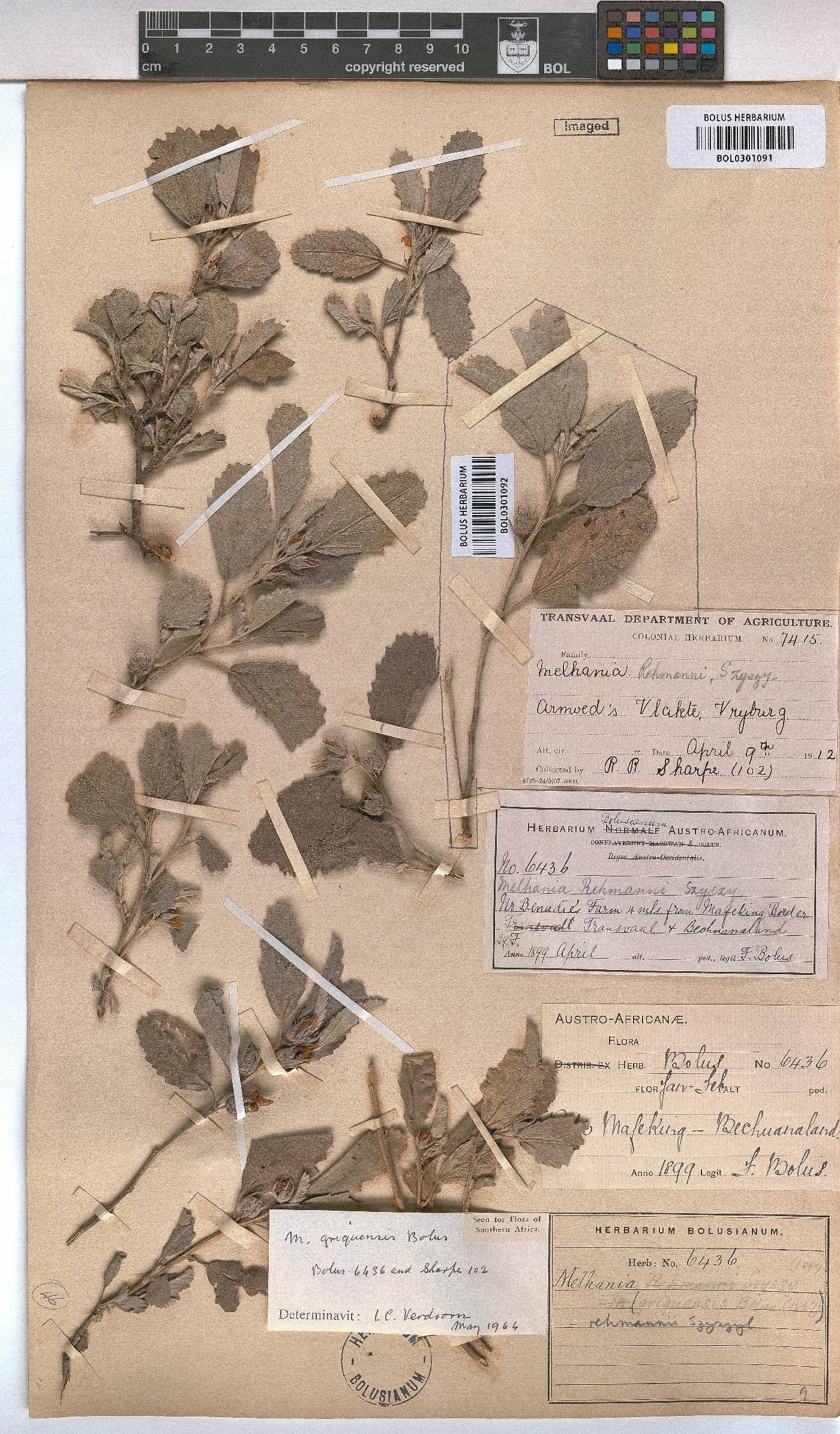 Melhania rehmannii image