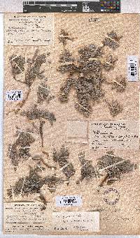 Melhania rehmannii image