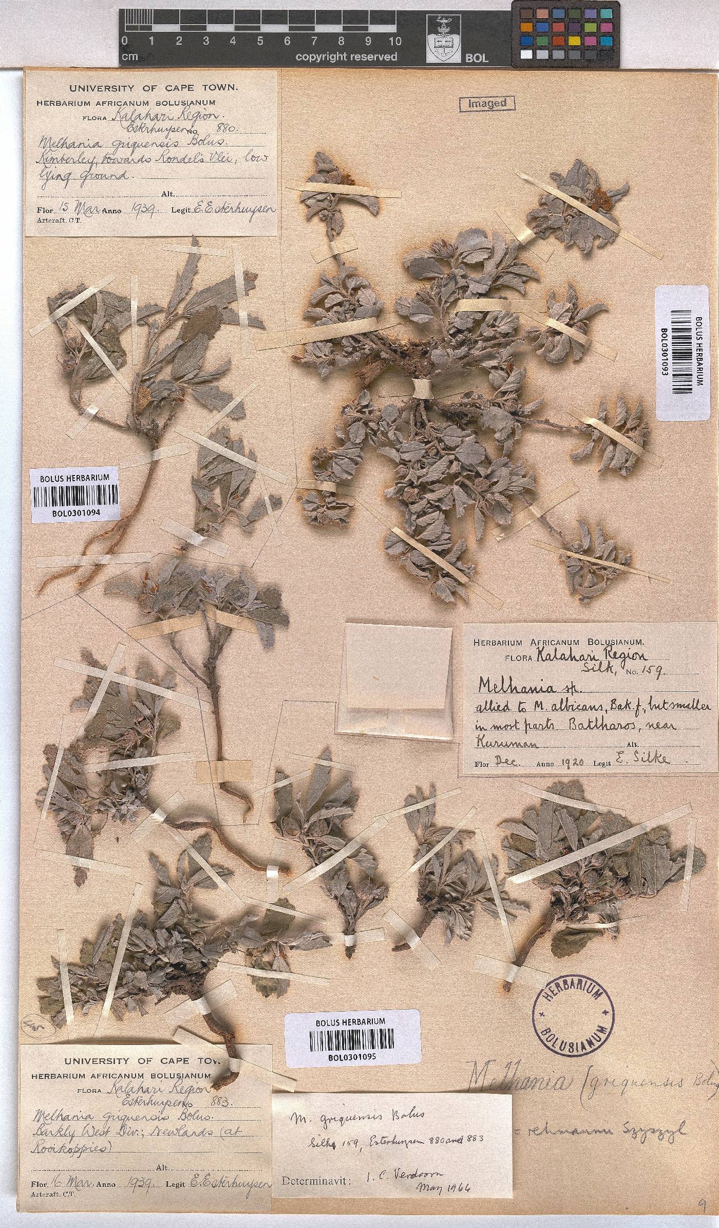 Melhania rehmannii image