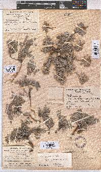 Melhania rehmannii image