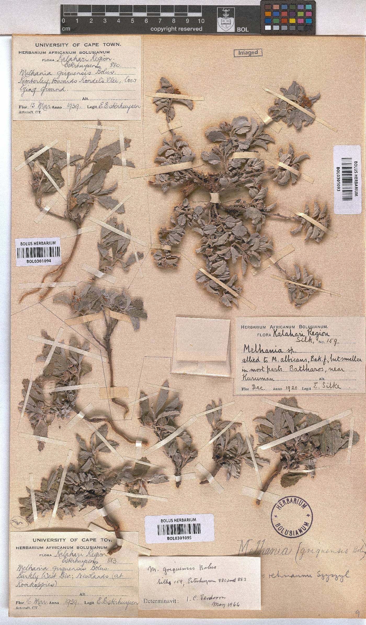 Melhania rehmannii image