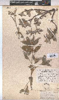 Melhania rehmannii image