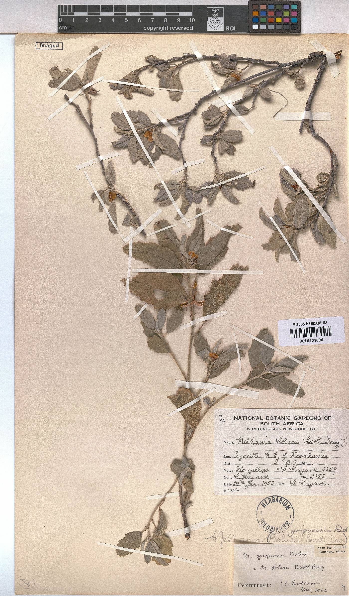 Melhania rehmannii image