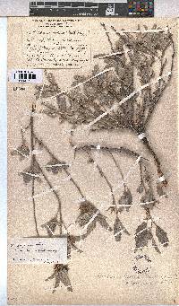 Melhania rehmannii image