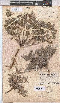 Melhania rehmannii image