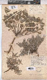 Melhania rehmannii image