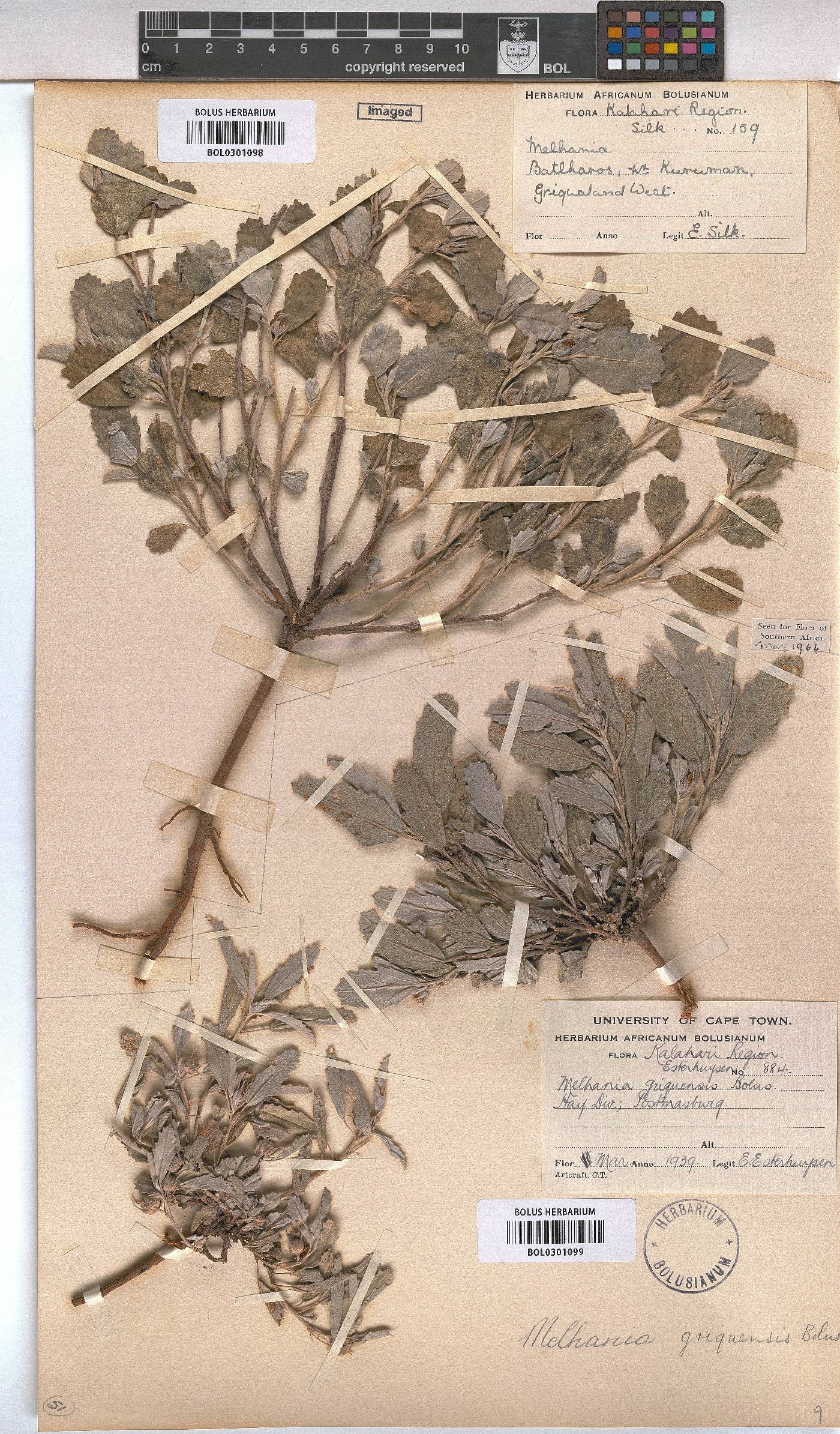 Melhania rehmannii image