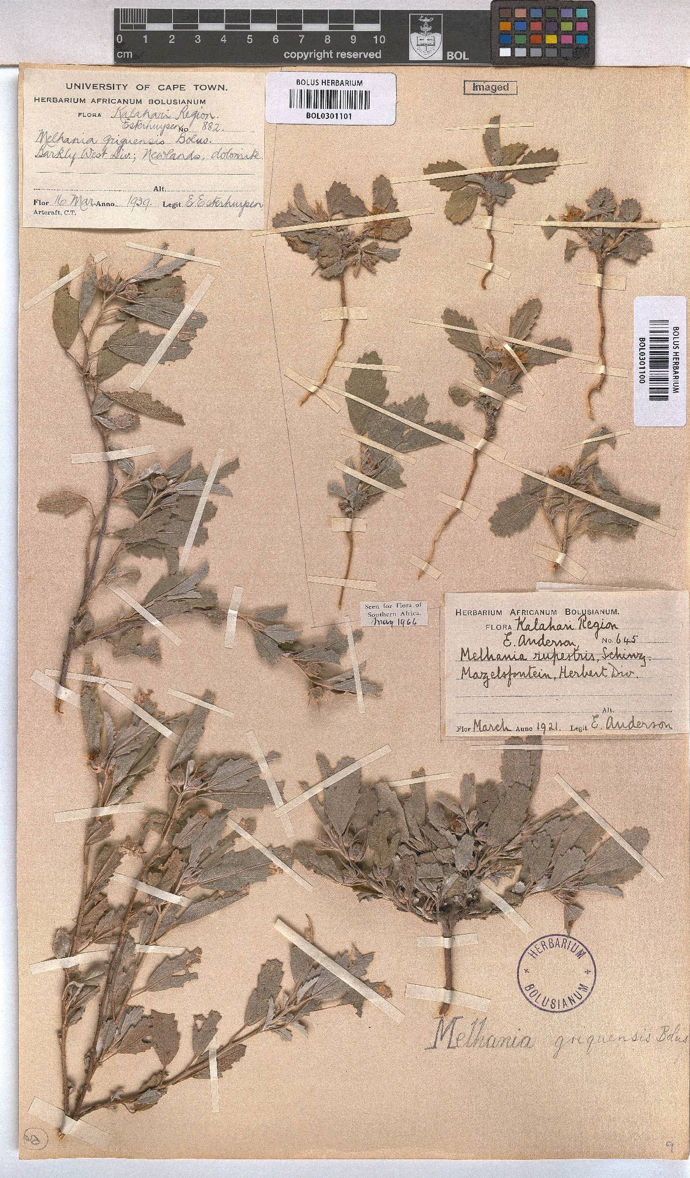 Melhania rehmannii image