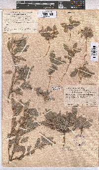 Melhania rehmannii image
