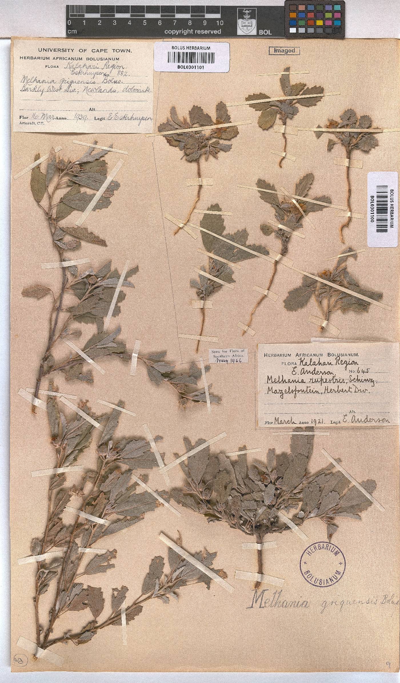 Melhania rehmannii image