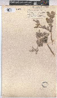 Melhania rehmannii image