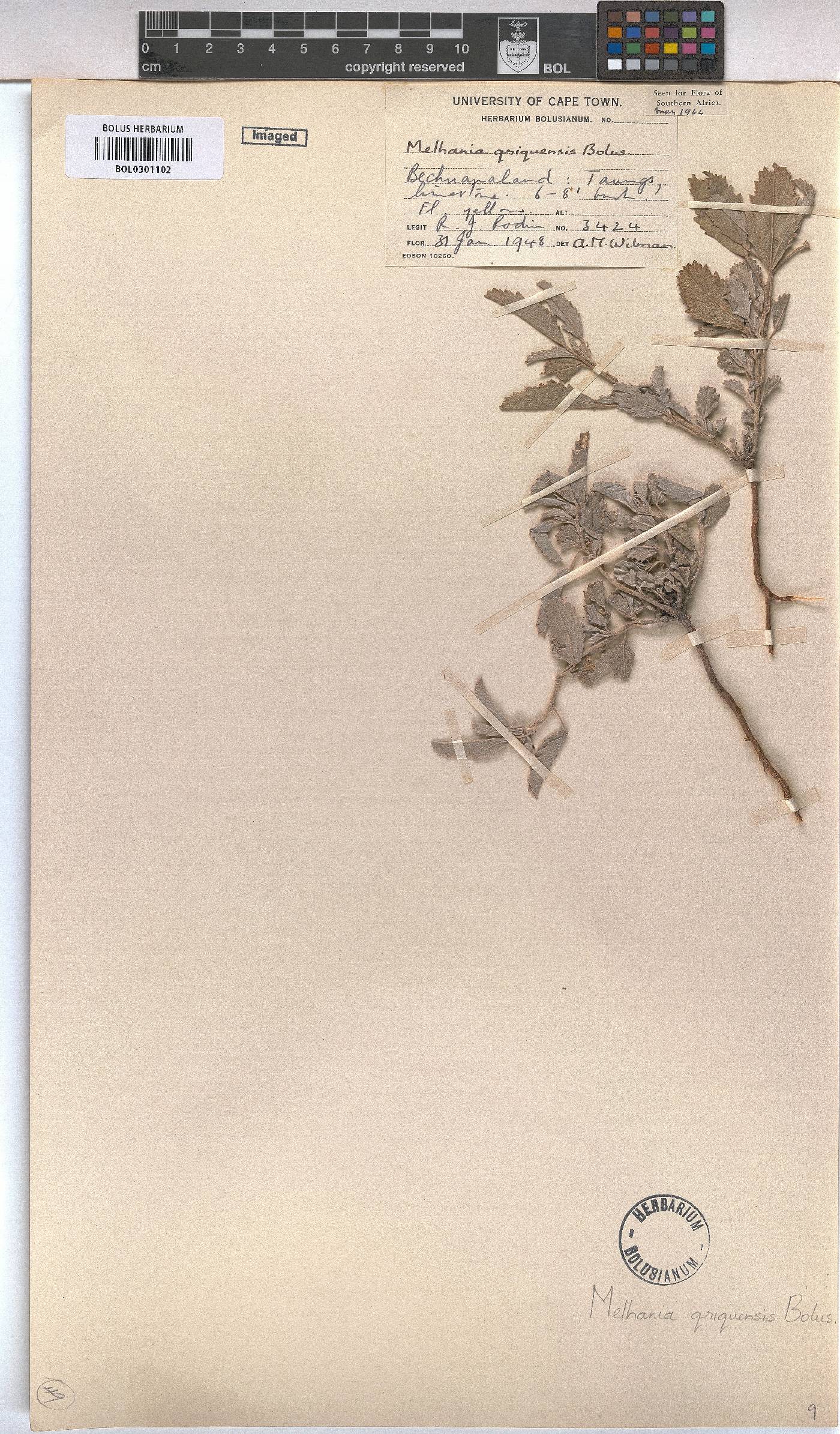 Melhania rehmannii image