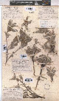 Melhania rehmannii image