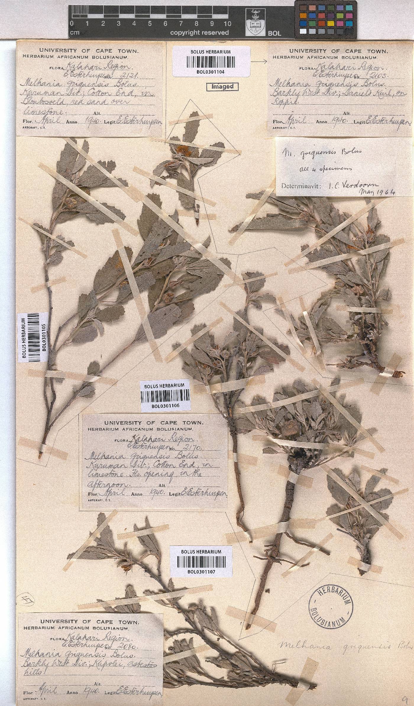Melhania rehmannii image