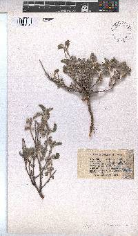 Melhania rehmannii image