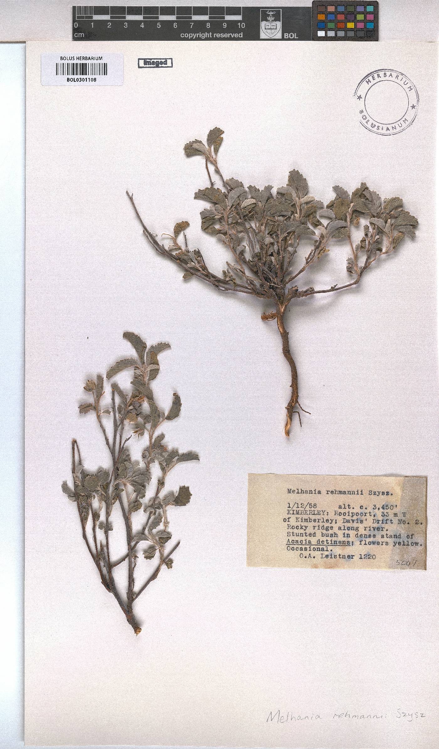 Melhania rehmannii image