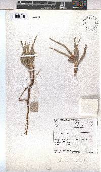 Melhania burchellii image