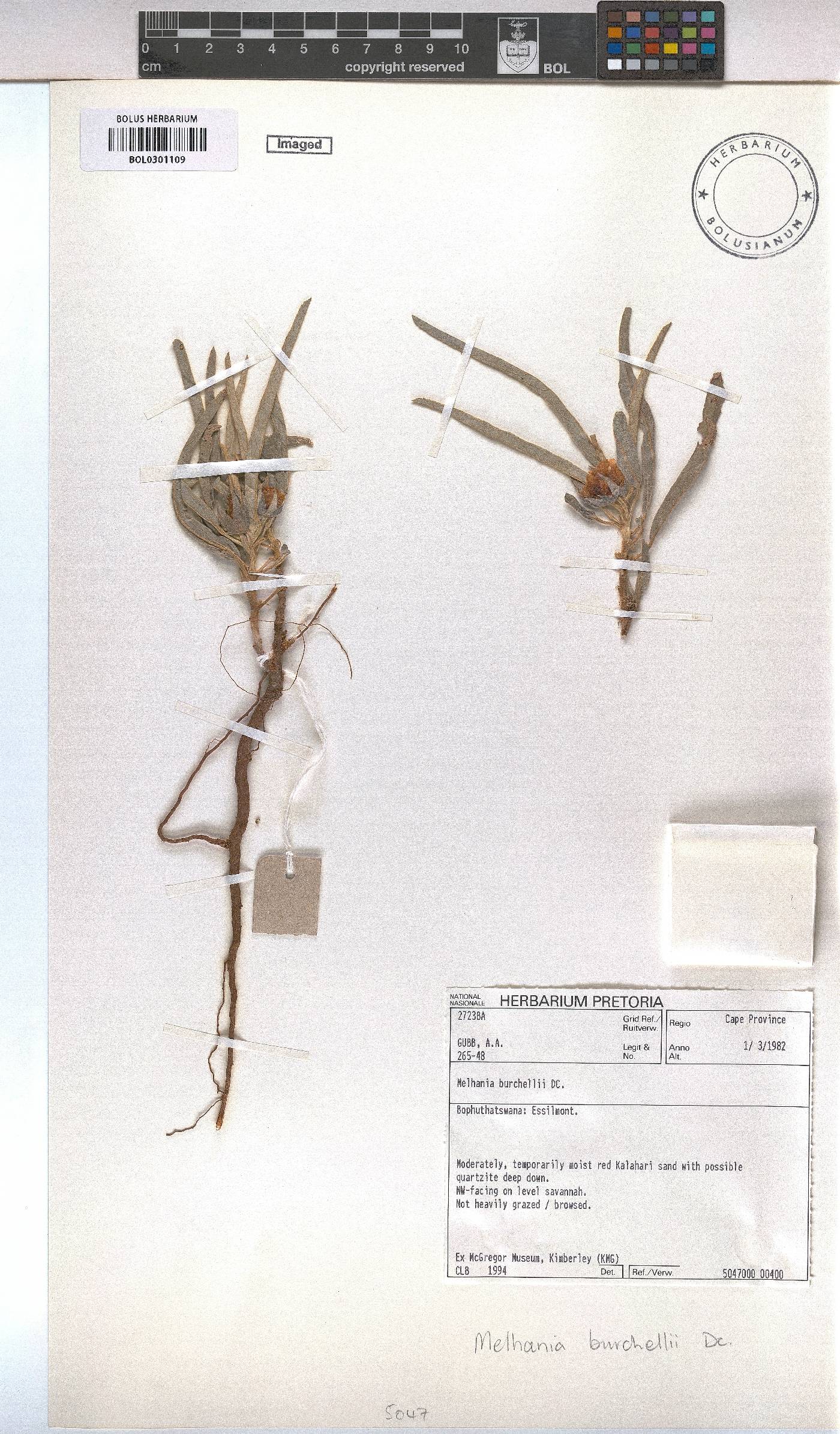 Melhania burchellii image