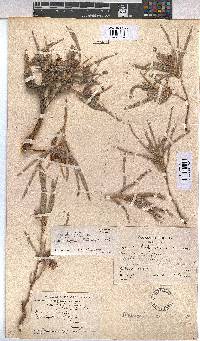 Melhania burchellii image