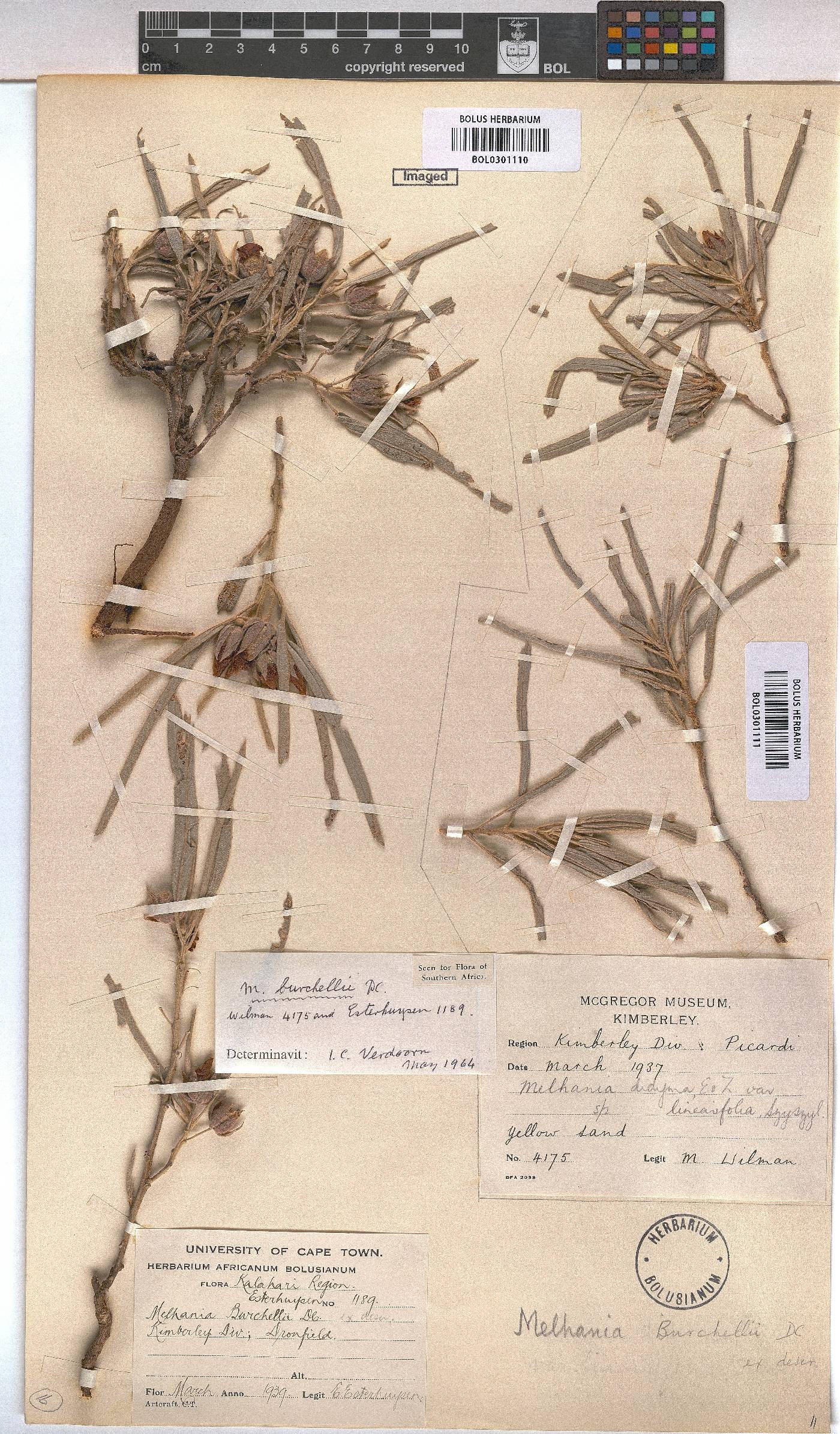 Melhania burchellii image
