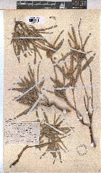 Melhania burchellii image