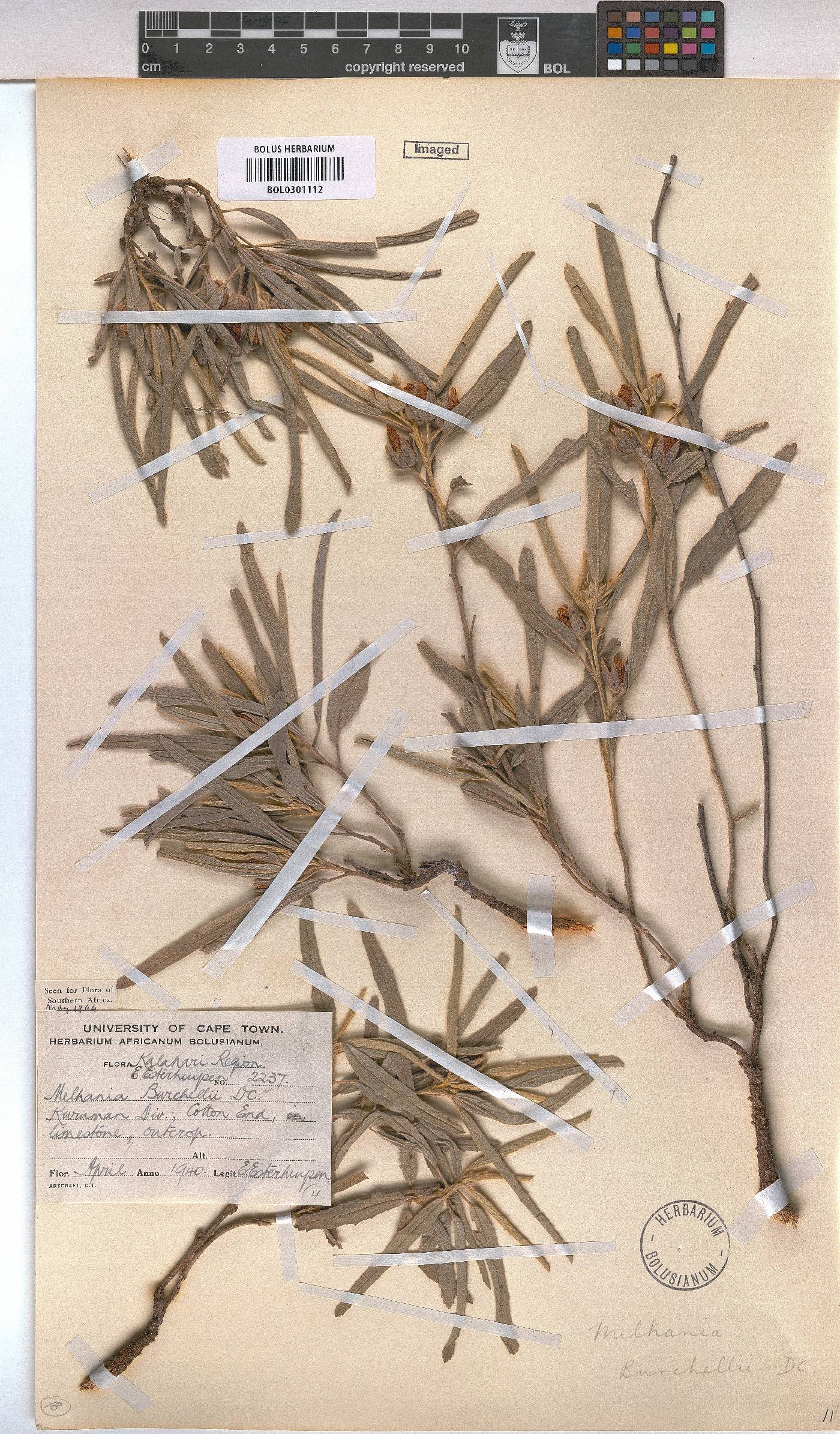 Melhania burchellii image