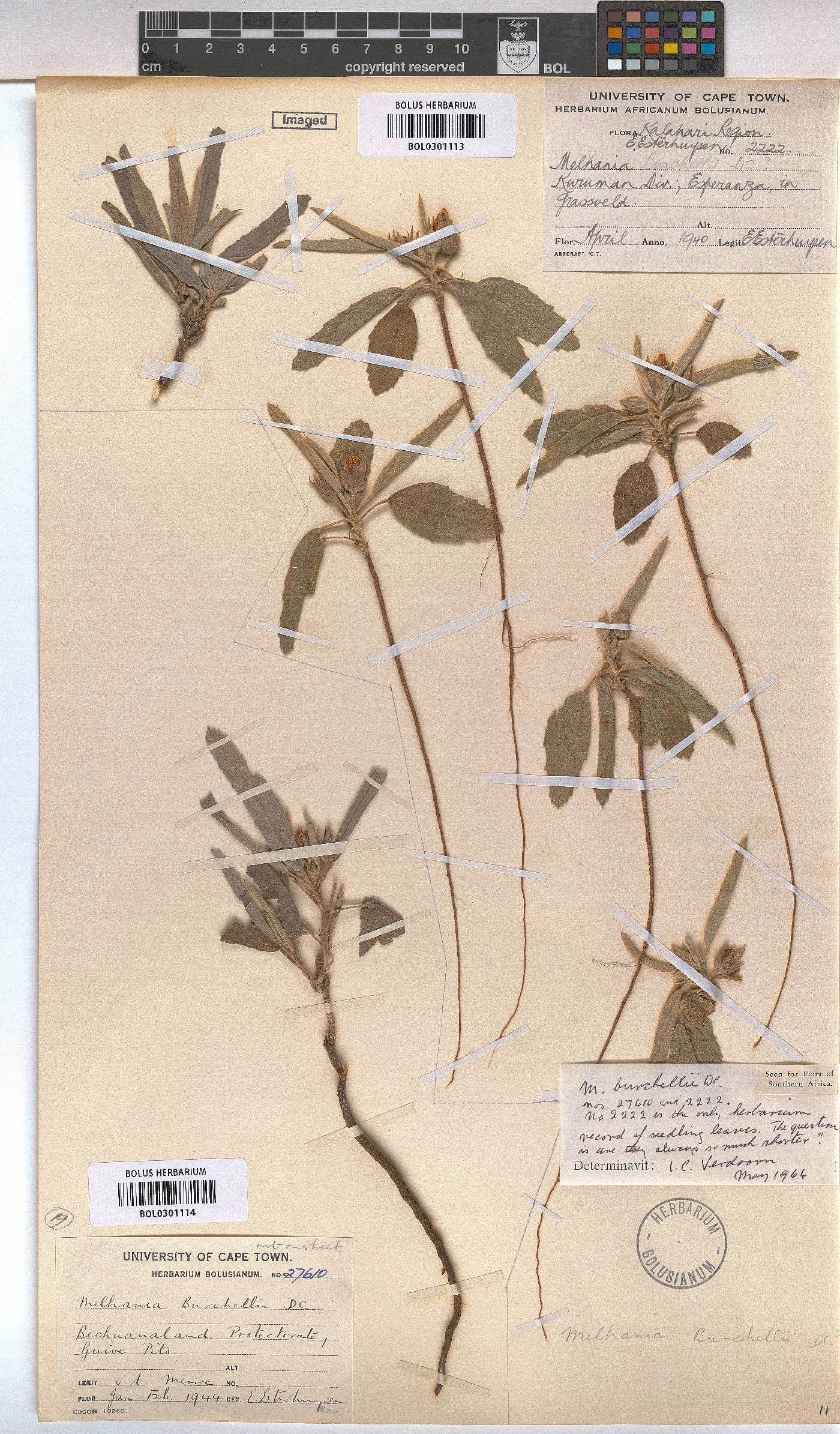 Melhania burchellii image