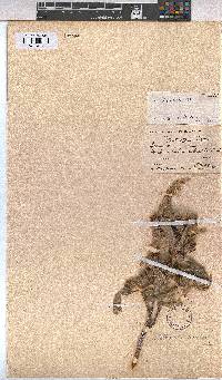 Melhania burchellii image