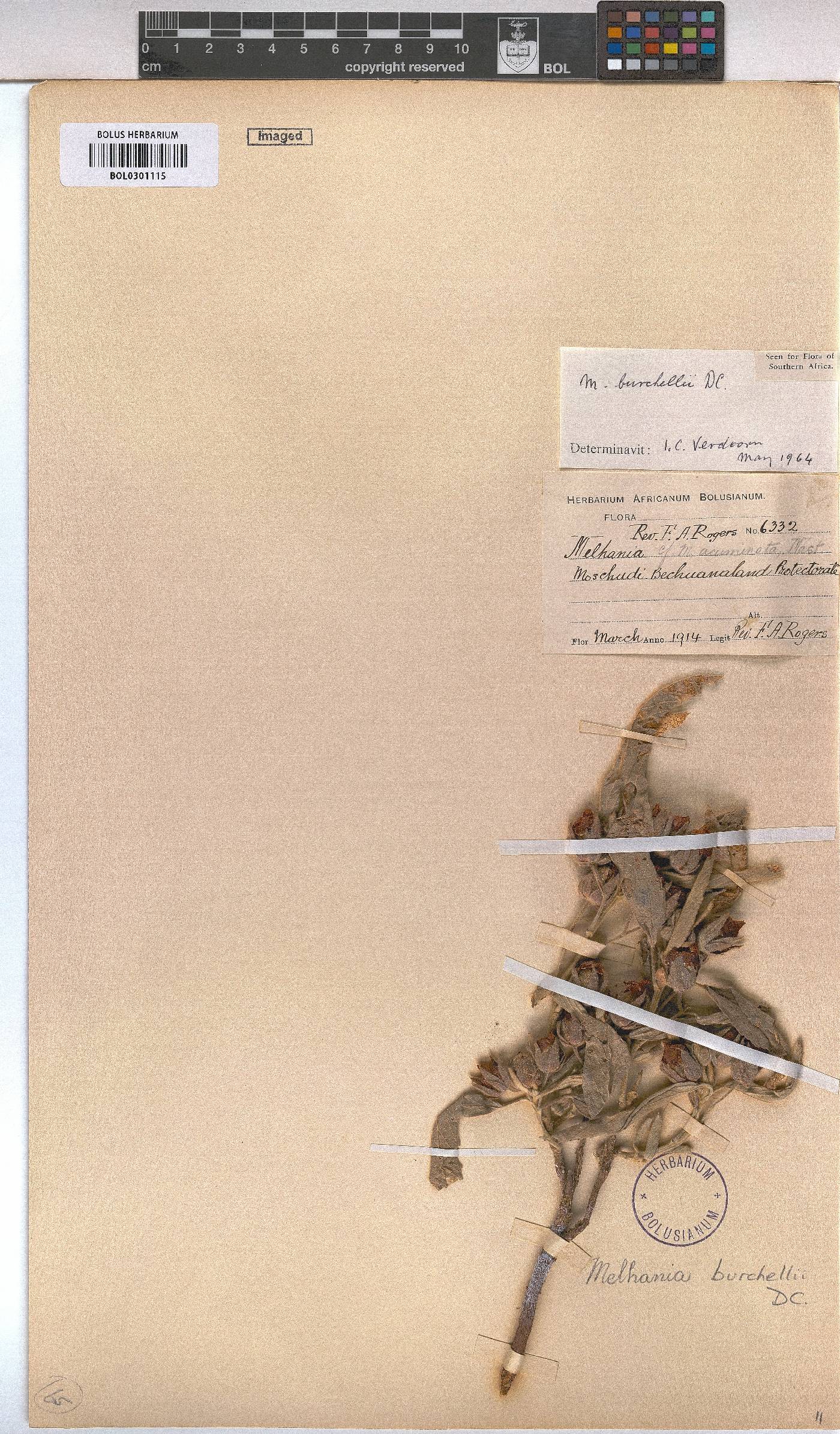 Melhania burchellii image
