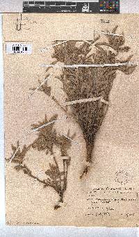 Melhania burchellii image