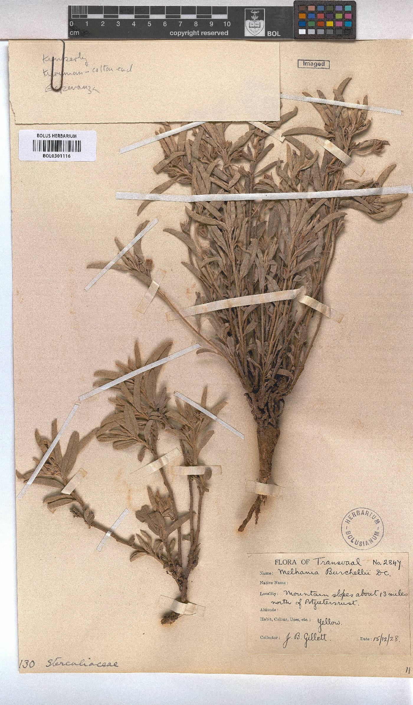 Melhania burchellii image