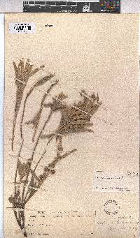 Melhania burchellii image