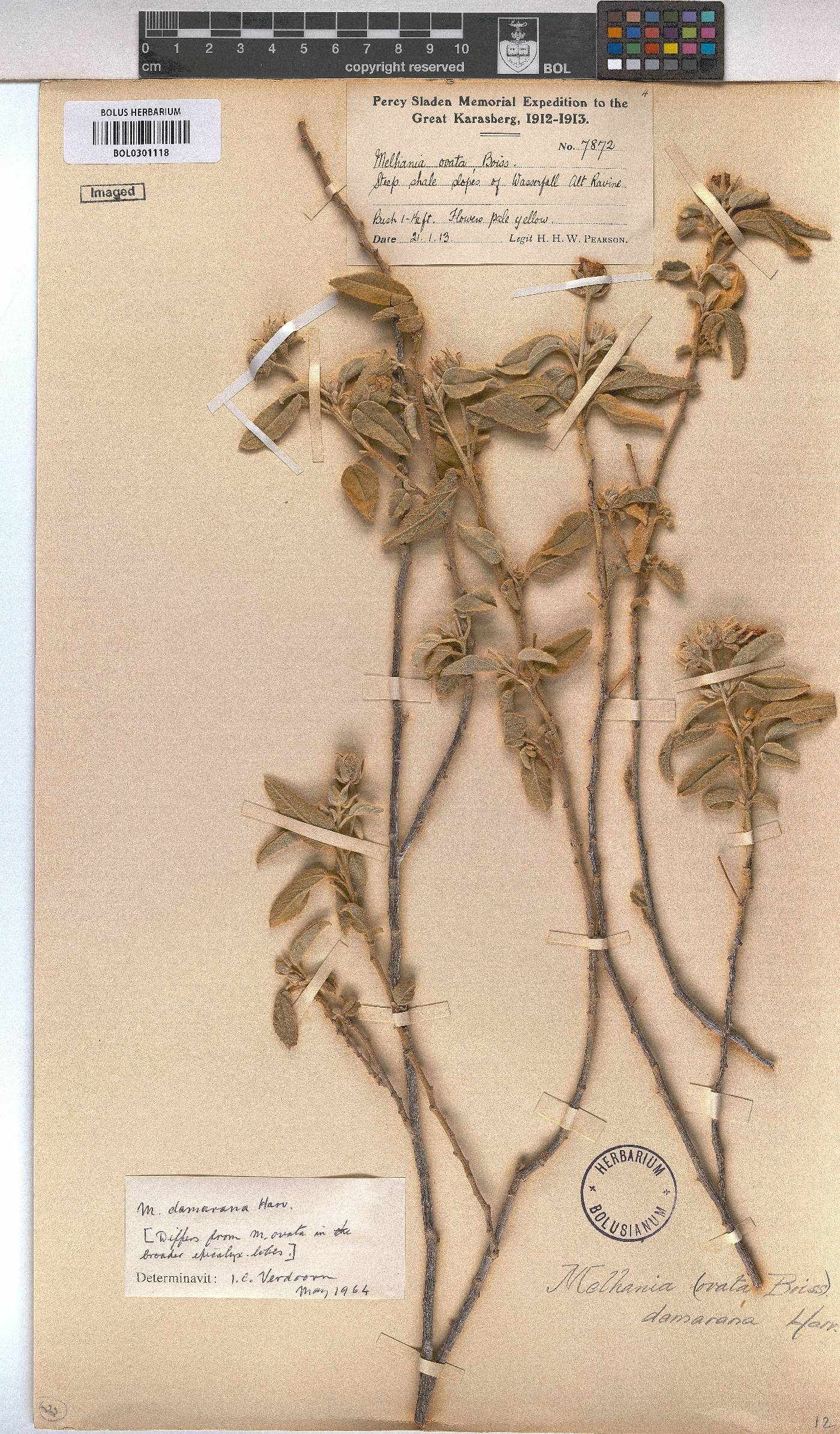 Melhania damarana image