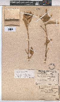 Melhania damarana image