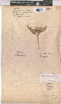 Melhania damarana image